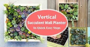 Learn how to make a vertical succulent wall planter in a few steps without spending money. Vertical Succulent Wall Planter In Quick Easy Steps Diy Succulent Frame Balcony Garden Web