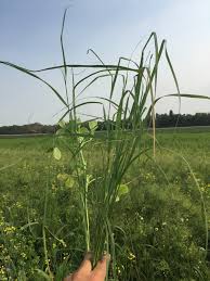 Image result for Eragrostis tef