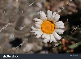 Image result for Athrixia