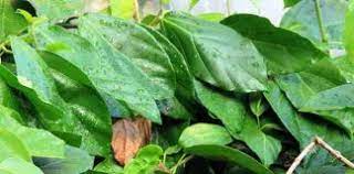 Maybe you would like to learn more about one of these? Artikel Daun Cincau Terbaru Artikel Pertanian Terbaru Berita Pertanian Terbaru