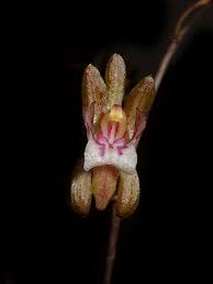 Image result for Oeceoclades