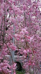 心靈的脈動 d2 3 京都平野神社 美麗的櫻花隧道 浪漫的櫻吹雪in 2020 plants red peppercorn