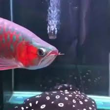 Pin On Freshwater Tanks Video