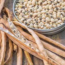 Image result for Vigna unguiculata