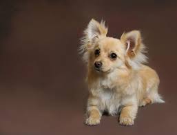 However once they get attached to their people they are proper socialization as a puppy can help to control this. Pomchi Pomeranian Chihuahua Mix Info Pictures Facts Traits Doggie Designer