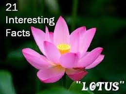 21 Interesting Facts About Lotus Flower Lotus Flower Wallpaper Lotus Flower Images Pink Lotus Wallpaper