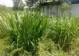 Odot wonogiri, harga rumput odot per kg, harga rumput odot perkembangbiakan rumput odot dapat dilakukan dengan metode vegetatif, yaitu dengan menggunakan percabangan yang tumbuhnya paling baik. Jual Bibit Rumput Gajah Pohon Rindang