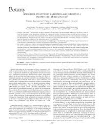 Image result for Corbichonia rubriviolacea