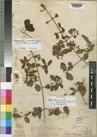 Image result for Hippocratea crenata