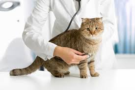 Tamoxifen and breast cancer incidence among women with inherited mutations in brca1 and brca2: Homeopathic Approach To Cancer In Companion Animals Ivc Journal