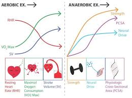 Define the role of protein, carbohydrates & fats as fuel for aerobic and anaerobic energy production thank you, all the best. Aerobics Or Anaerobic Trainings Which One Do You Really Need Scientific Scribbles