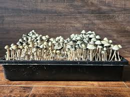 Image result for Pancovia holtzii