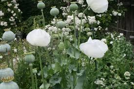 Mohn Garten Weiss Gartenreise Belgien Holland Juust Garten Bepflanzung Pflanzen