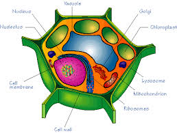 We did not find results for: Plant Cell Cell Project Animal Cell Project Plant Cell