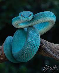 Travel Nature Wanderlust S Instagram Photo Blue Magic How Fascinating Is This Blue Viper We Can Post Your Viper Snake Cute Reptiles Beautiful Snakes
