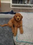 F2B English Goldendoodles | Teddybear Goldendoodles