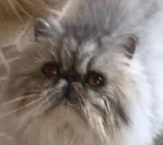 If you'd like to help network them, just like this post at the bottom of the page! Pets For Adoption At Persian Purebred Purrbaby Rescue In Columbus Oh Petfinder