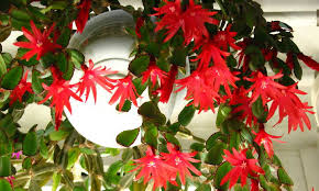 They can survive indoors by a sunny window if they get cool enough in the winter to go dormant. Easter Cactus An Epiphytic Cactus You Can Grow Epic Gardening
