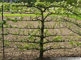 Après les gelées hivernales , traitez votre arbre avec un insecticide avant le débourrage (lorsque les bourgeons s'ouvrent). Planter Un Arbre Fruitier Forme