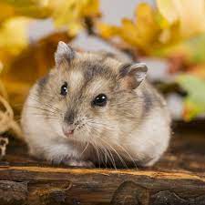 I must have had this extension for three years! Obesity Hamsters May Hold The Clue To Beating It