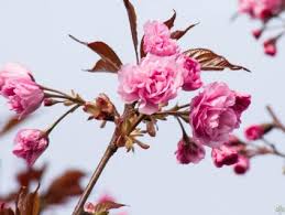 Image result for mandloň trojlaločná