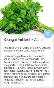 Manfaat daun bidara yang tidak kalian sangka. Khasiat Dan Manfaat Daun Seledri Fur Android Apk Herunterladen