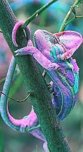 The little buddy is undoubtedly ahead of his time. How A Chameleon Changes Color Chameleon Changing Color Chameleon Color Change