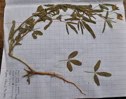 Image result for Crotalaria podocarpa