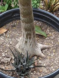 Image result for Aloidendron barberae