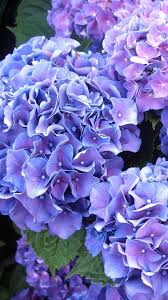 Earth Hydrangea 540x960 Wallpaper Id 687918 Mobile Abyss Tons of awesome hydrangea wallpapers to download for free. earth hydrangea 540x960 wallpaper id