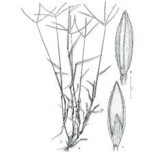 Image result for Digitaria sanguinalis