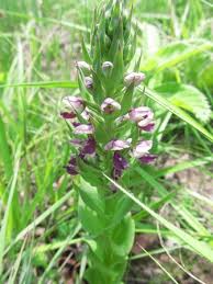 Image result for Brachycorythis ovata