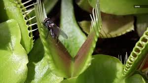 Maybe you would like to learn more about one of these? Watch A Venus Flytrap Catch Its Prey In Super Slo Mo Wfaa Com