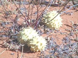 Image result for Acanthosicyos naudinianus