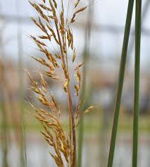 Image result for Sorghastrum