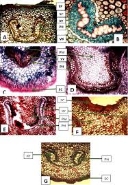 Image result for Pteris atrovirens