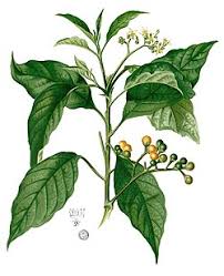 Image result for Solanum tettense