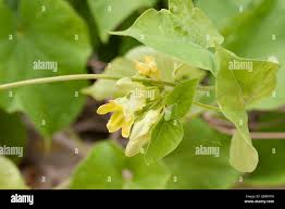 Image result for Telosma africana