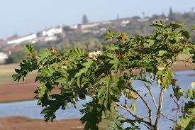 Image result for Solanum chrysotrichum