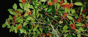 Ilex Species Yaupon Holly Cassina Winterberry Ilex Vomitoria
