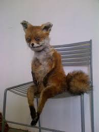 Bad Taxidermy Nurse Memes Humor Nurse Humor Nursing Memes