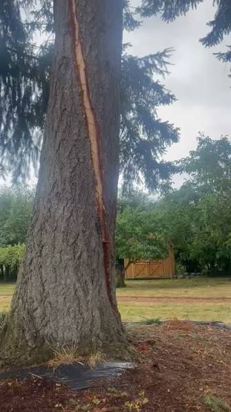 A tree in Toledo was hit by lightning this morning., CRN Subscriber Nicole Turner captured this video outside of her work. You can clearly see where the lightning split a spiral all the way up this ...