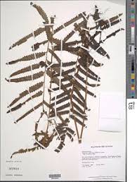 Image result for Amblovenatum