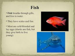 Vertebrates And Invertebrates Vertebrates And Invertebrates First Grade Science Homeschool Science