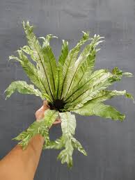 Image result for Asplenium