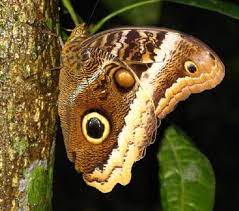 Pin En A N I M A L E S