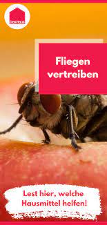 die besten hausmittel gegen fliegen das haus hausmittel gegen fliegen fliegen im haus hausmittel