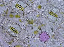 Check spelling or type a new query. A Fresh Look At Guard Cell Walls