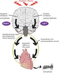 Image result for Sympathetic Nervous System