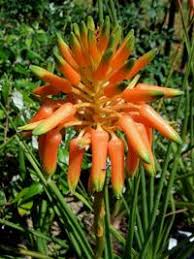 Image result for Aloe cooperi